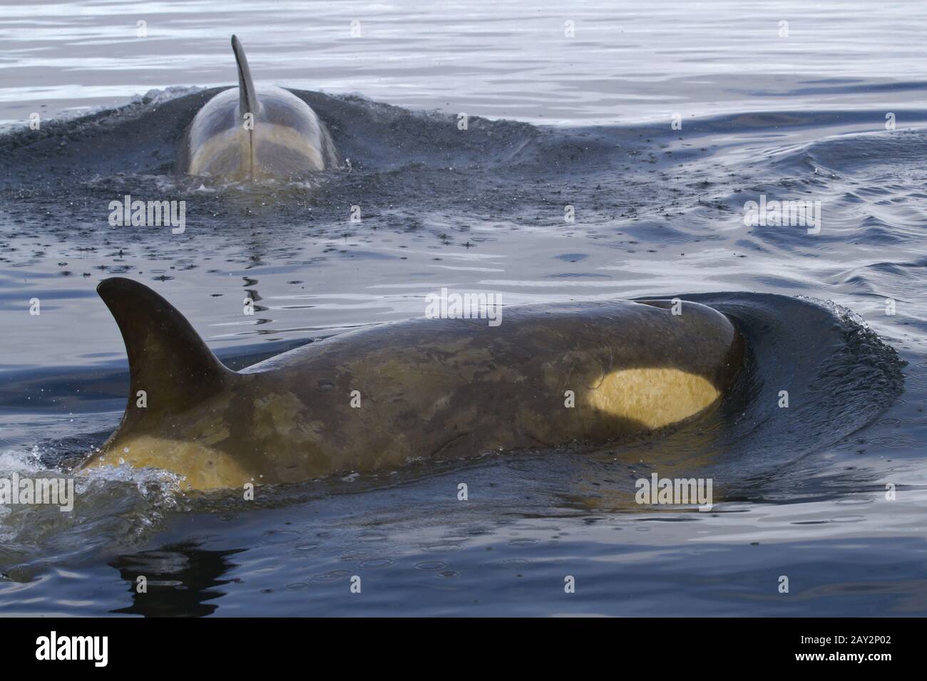 Two female orca killer whales hi-res stock photography and