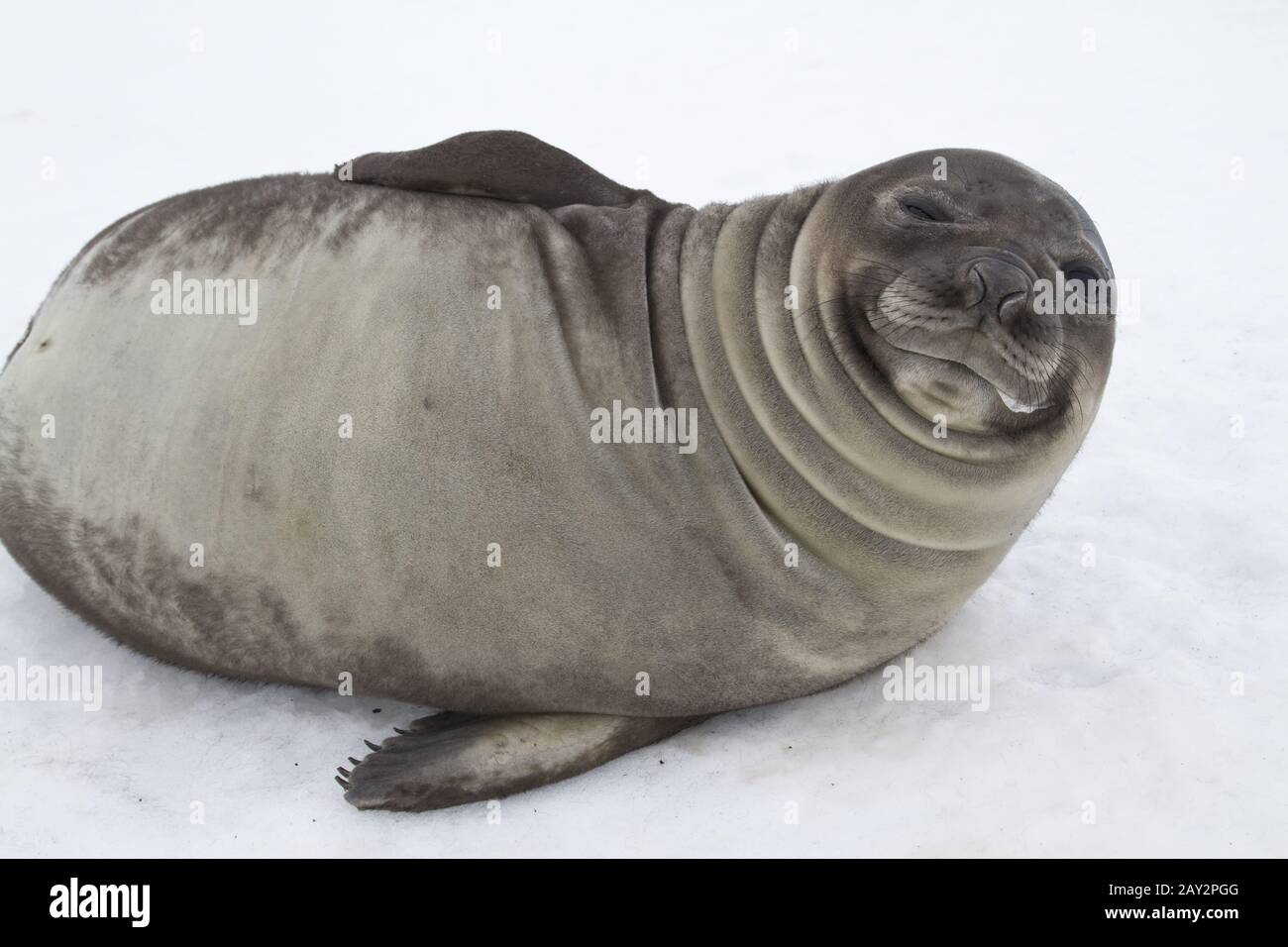 Eye Seal High Resolution Stock Photography And Images Alamy