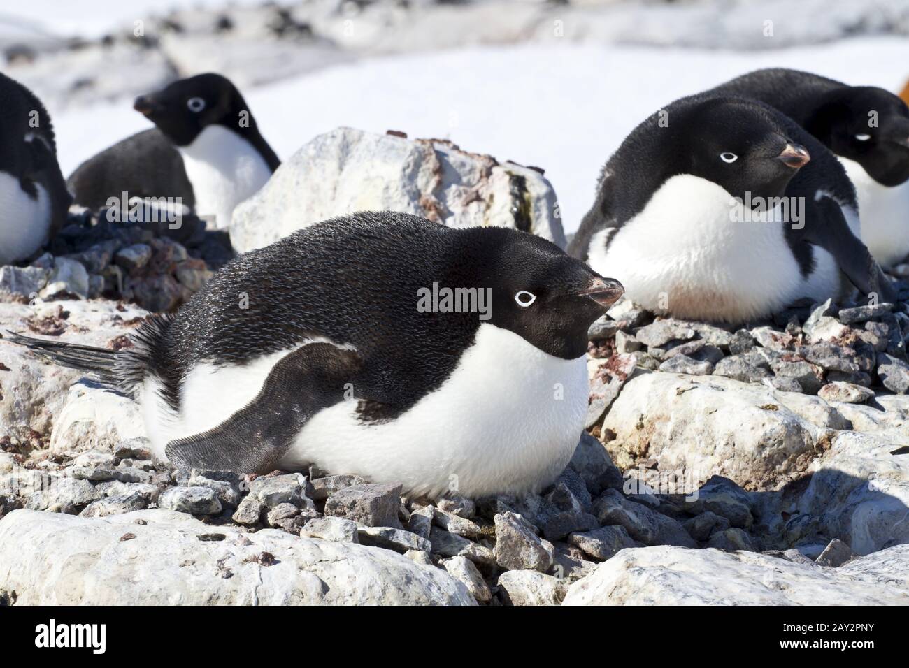 Group of adelie penguins hi-res stock photography and images - Alamy
