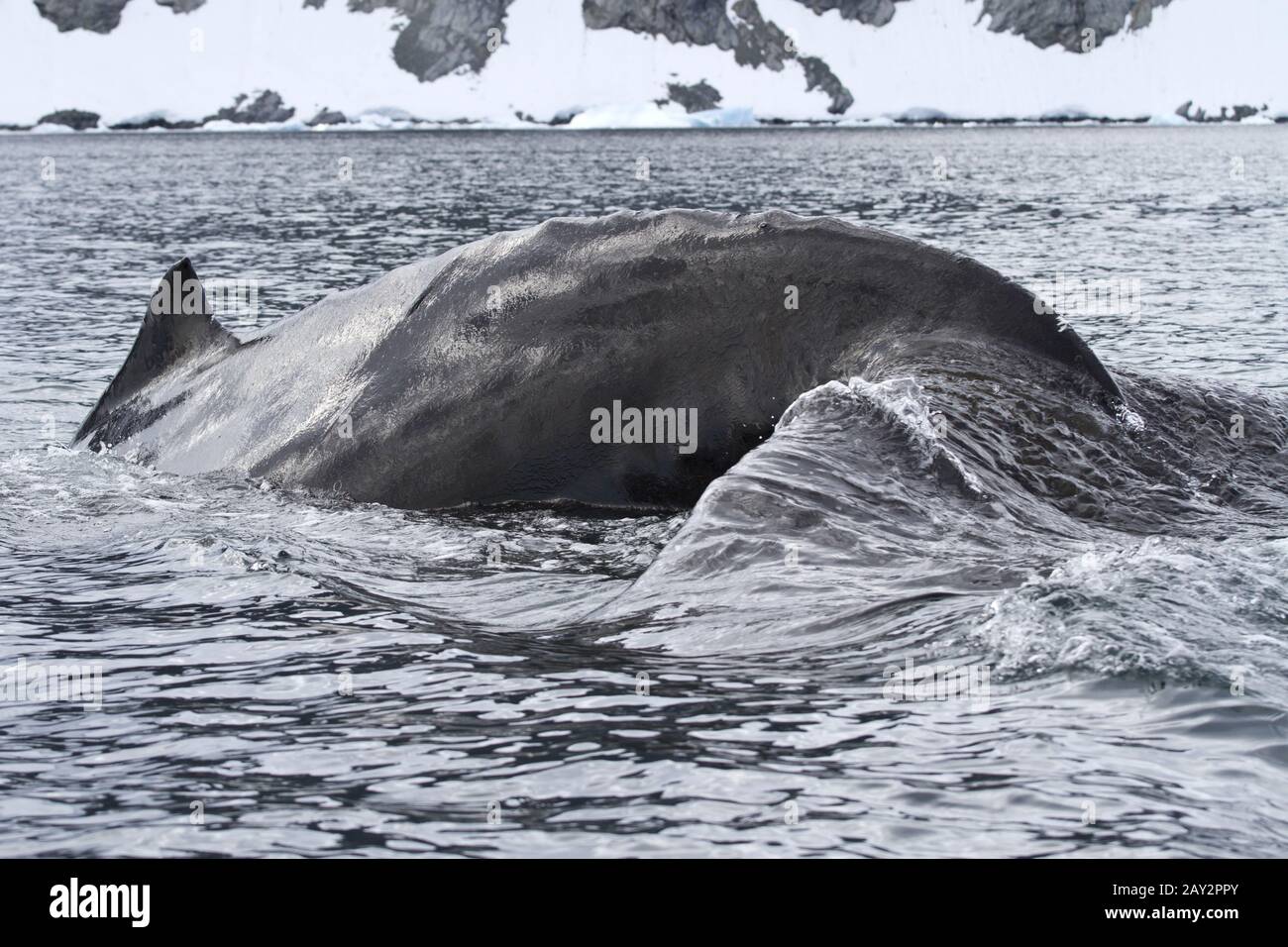 humpback whale that dives into the water near the Antarctic Peninsula ...