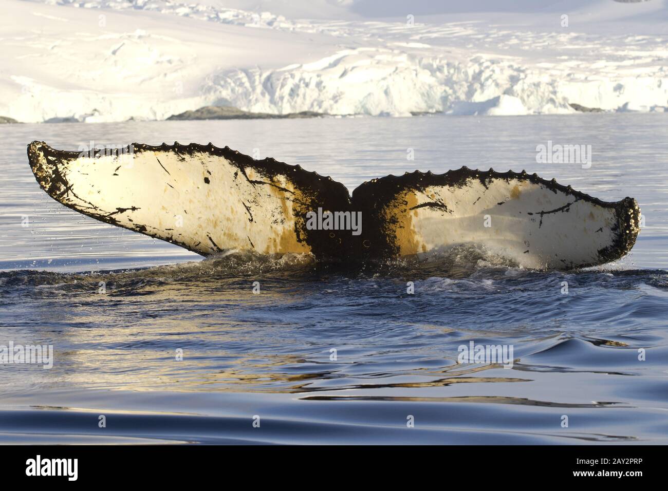 humpback whale tail diving in Antarctic waters against the backdrop of ...