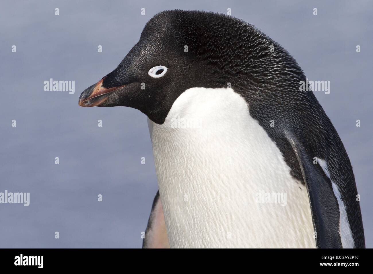 Adelie penguin 様オーダー PenPortrait.jpg