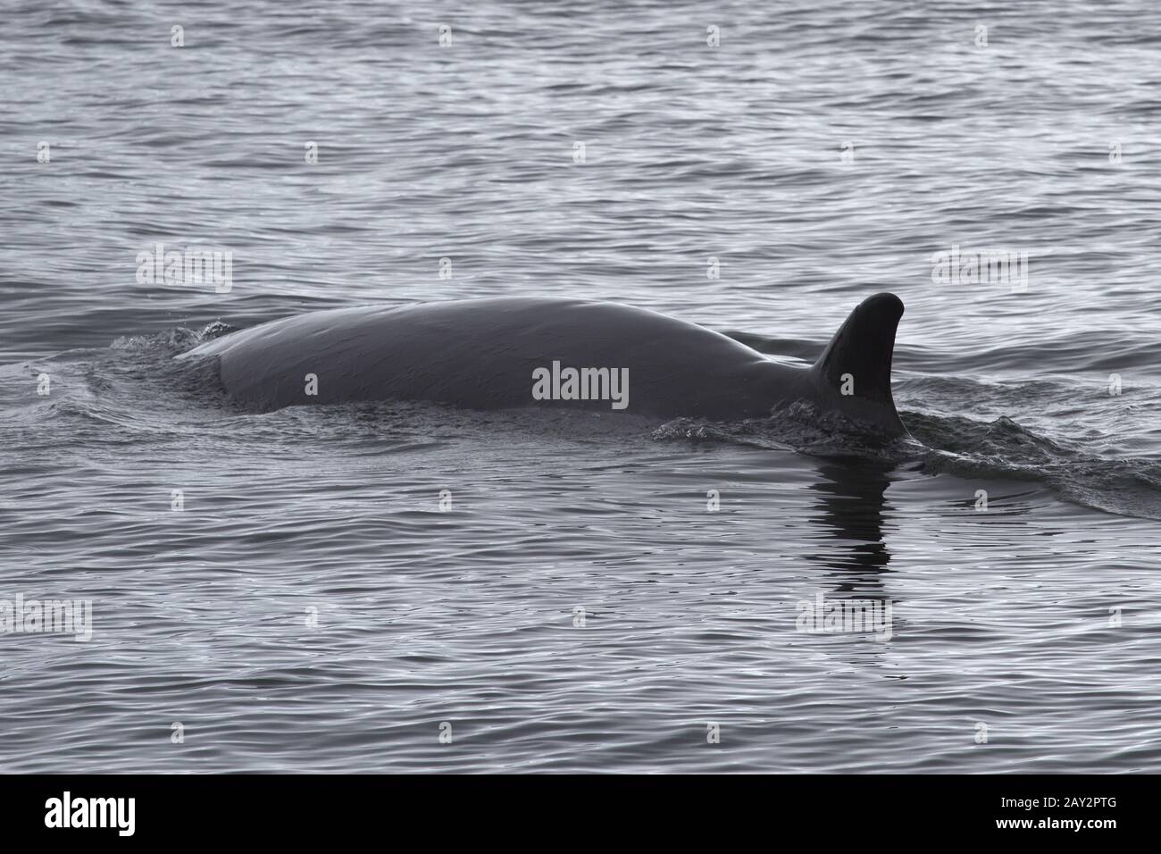 Antarctic minke whale hi-res stock photography and images - Alamy