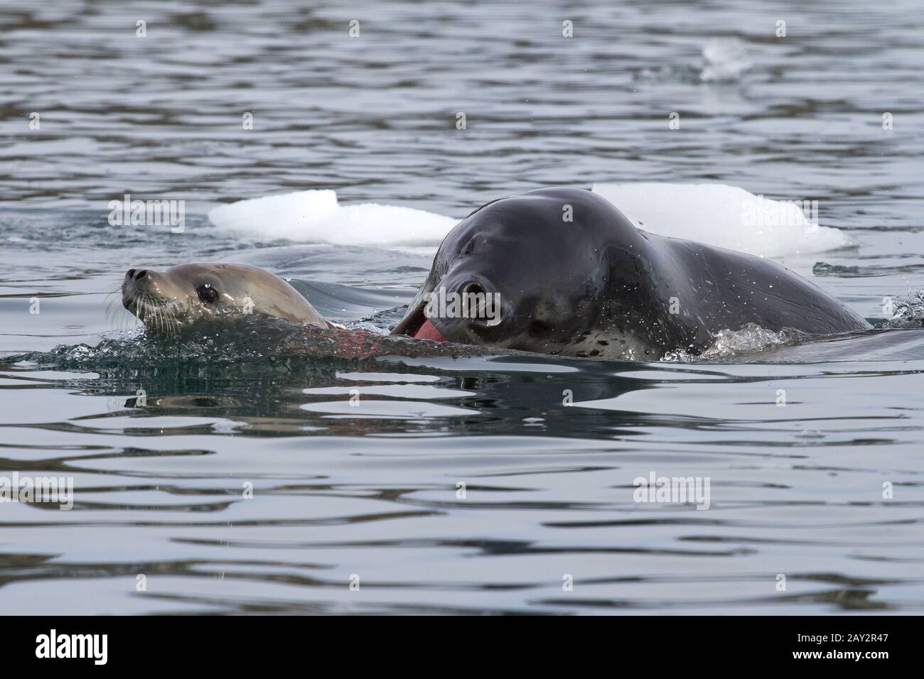 Leopard Seal Attack
