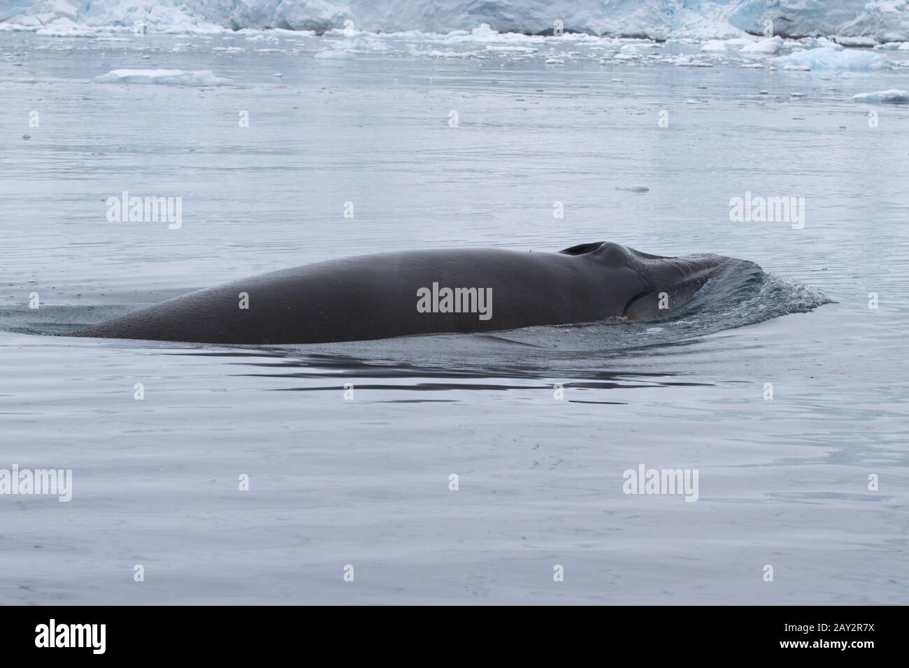 Minke Whale Arctic High Resolution Stock Photography and Images - Alamy