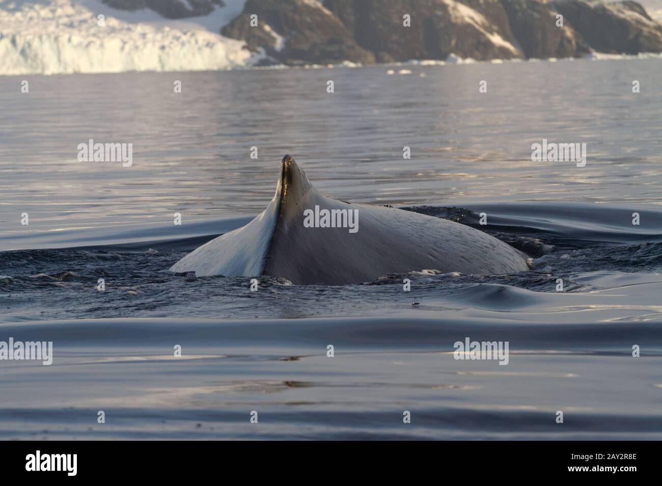 back  and fin and humpback whales in Antarctic waters Stock Photo