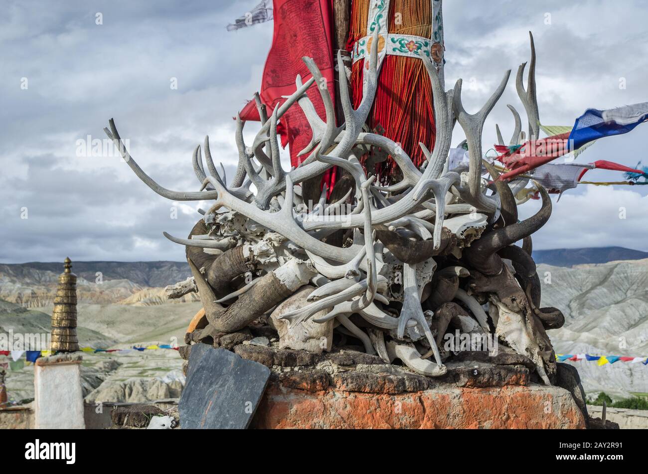 Horns, tusks and antlers of ancient dead animals Stock Photo Alamy