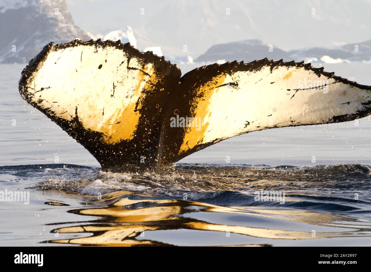 Humpback whale tail diving hi-res stock photography and images - Alamy