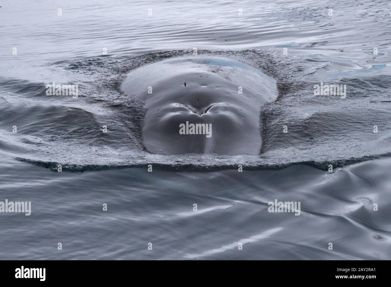 head and part of the back floated on the surface of Minke whale Stock Photo