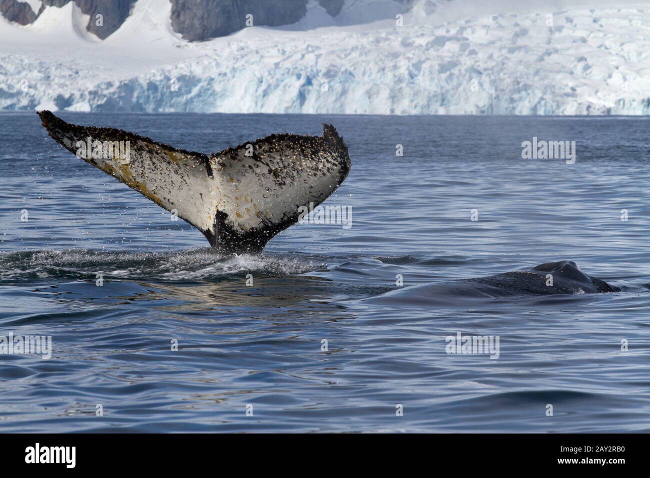 tail and back of two humpback whales swimming in the background of glaciers Stock Photo