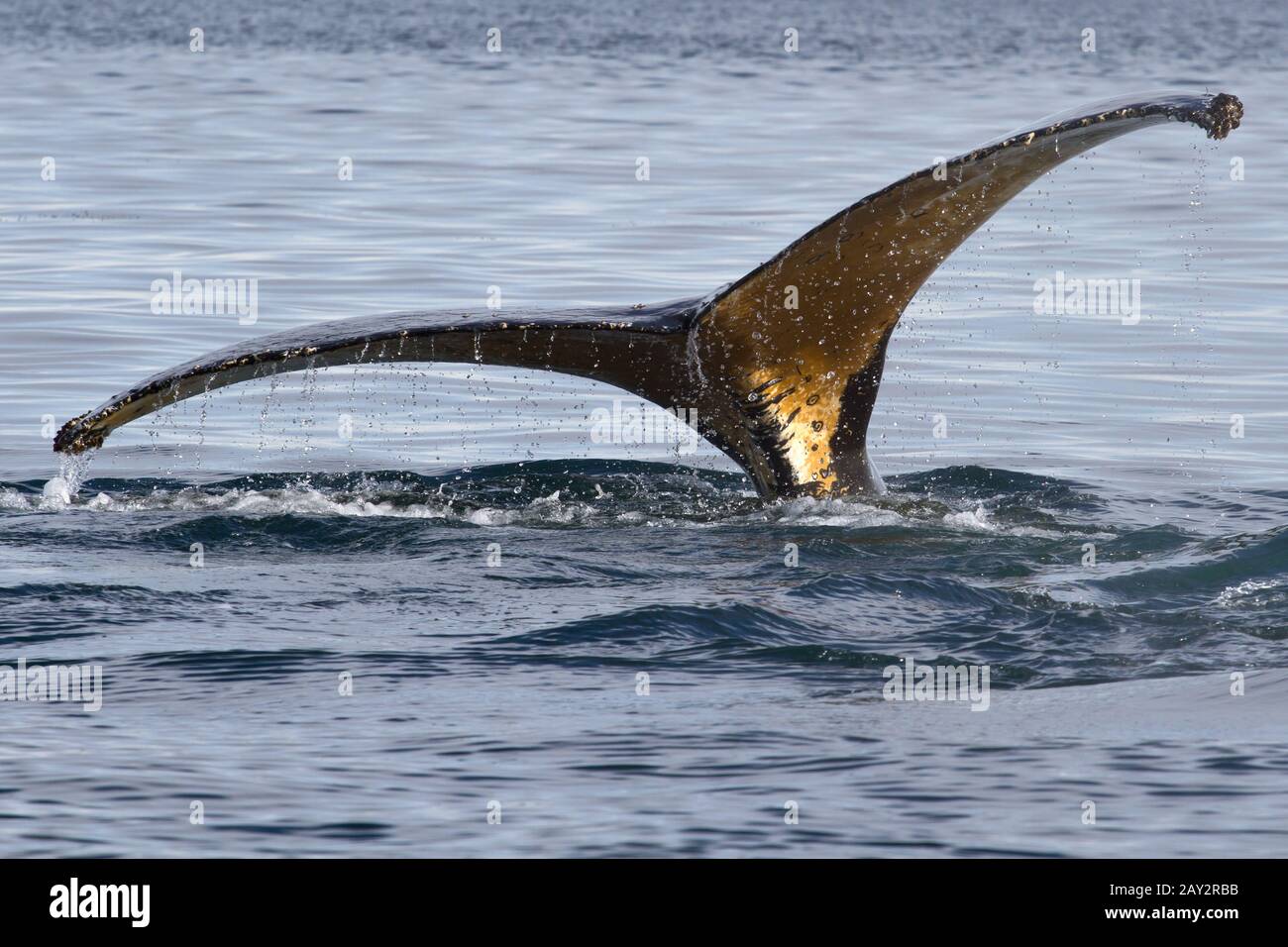 humpback whale tail diving into the water at an angle Stock Photo - Alamy