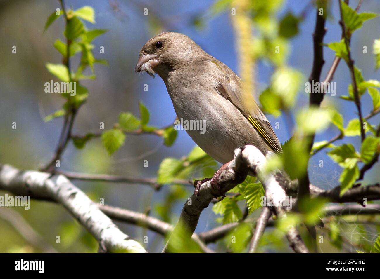 female greenfinches which holds in a beak feathers for nest building