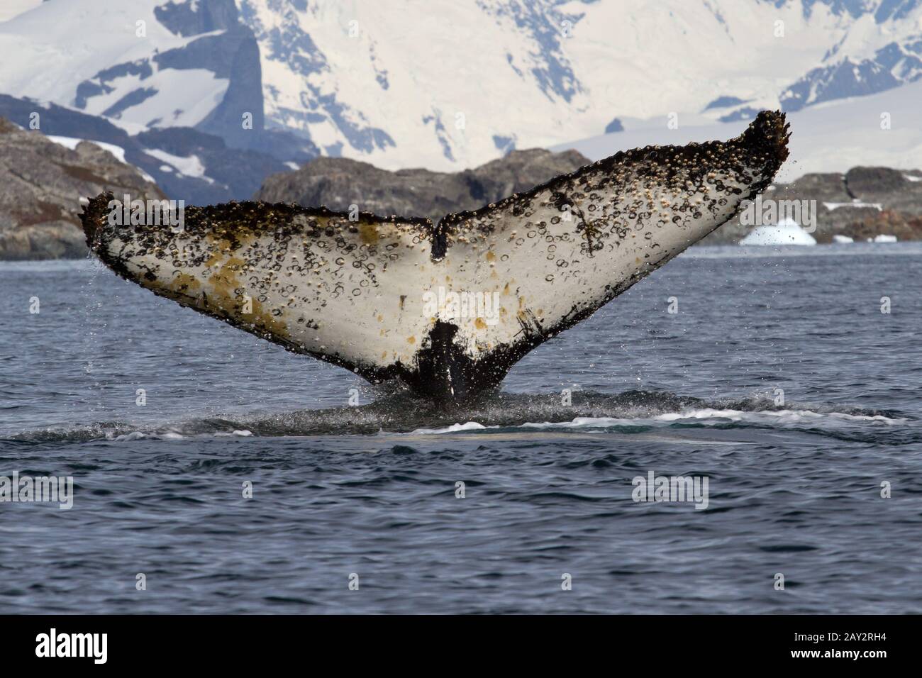 humpback whale which dives into the Antarctic waters with a raised tail ...