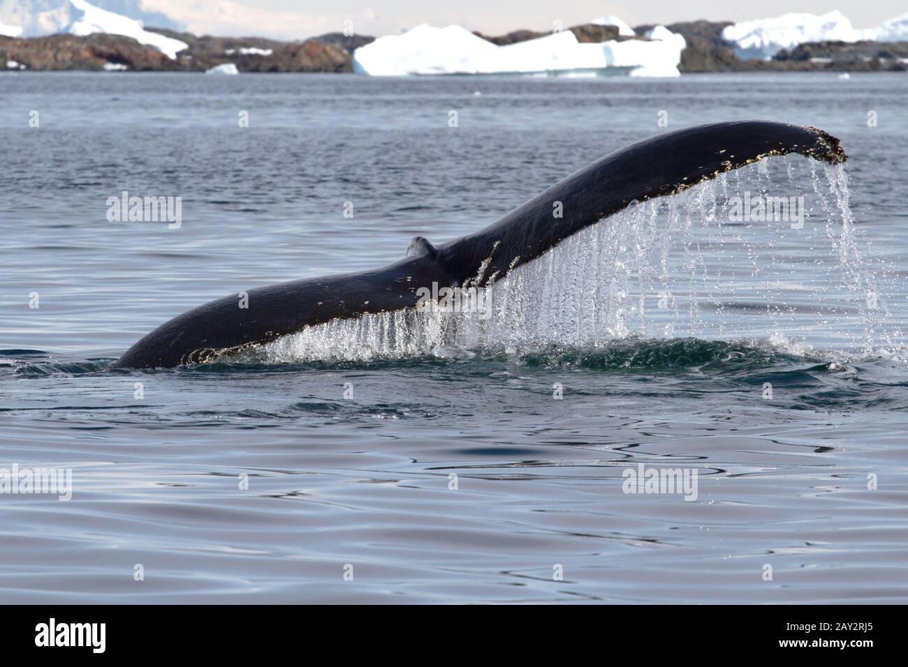humpback whale tail at an angle which dives into the waters of the ...
