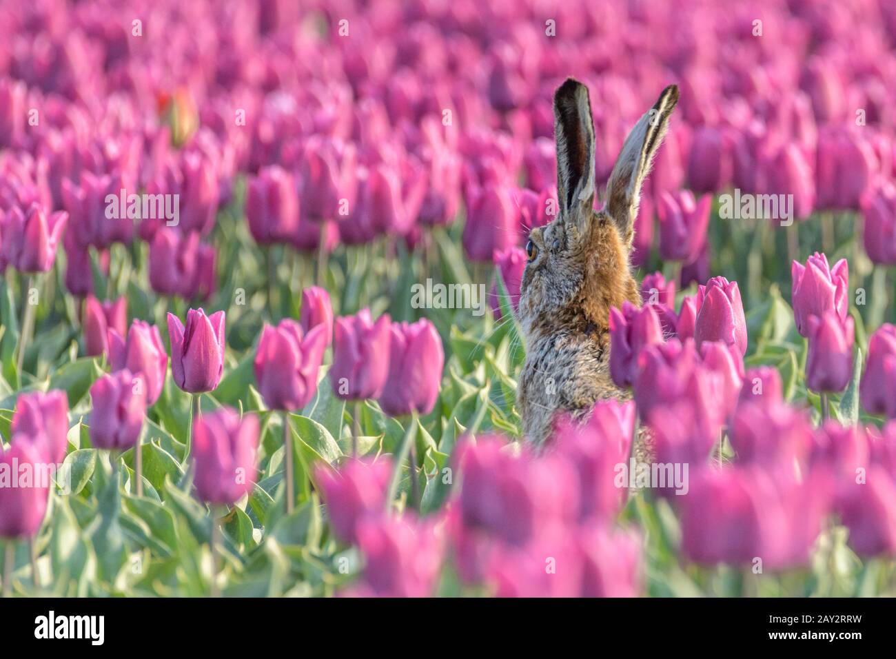 A hare (lepus europaeus) is sitting up in a field looking over purple flowering tulips during spring in the Netherlands. Stock Photo