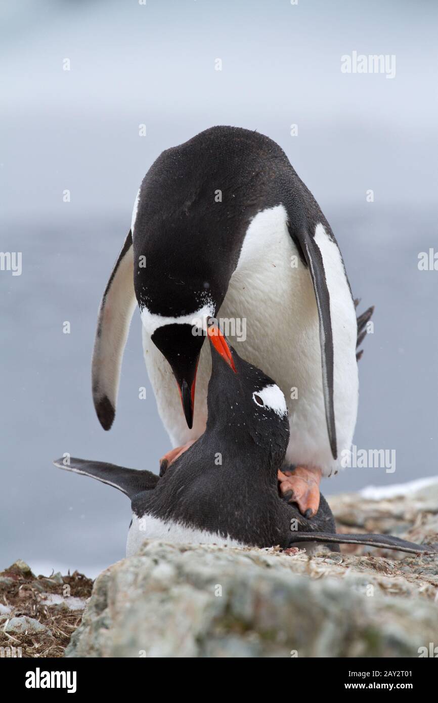 male and female Gentoo penguins that mate Stock Photo - Alamy
