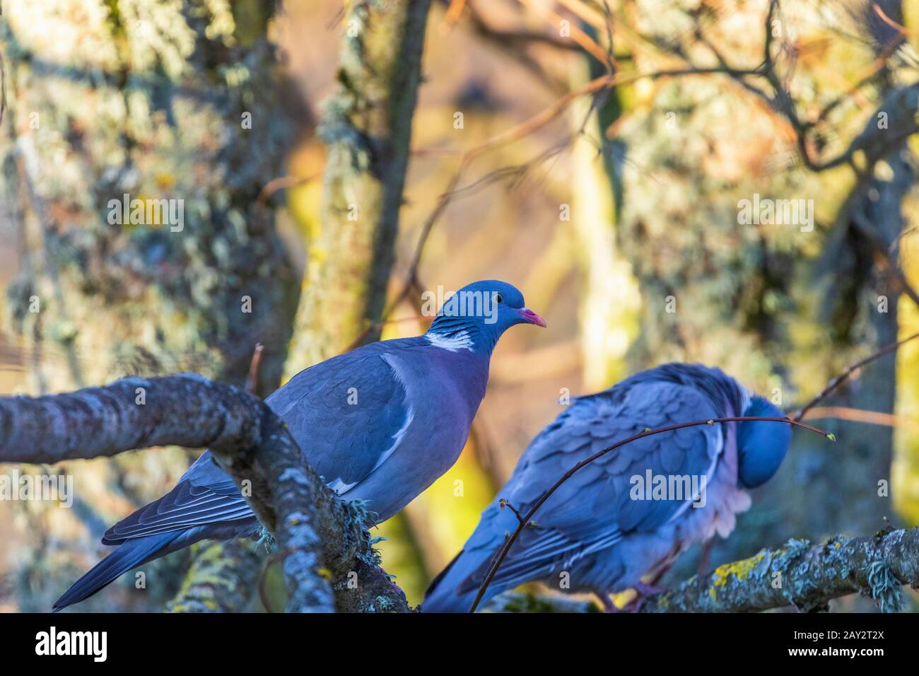 Pair of Wood pigeons sitting on a tree branch Stock Photo - Alamy