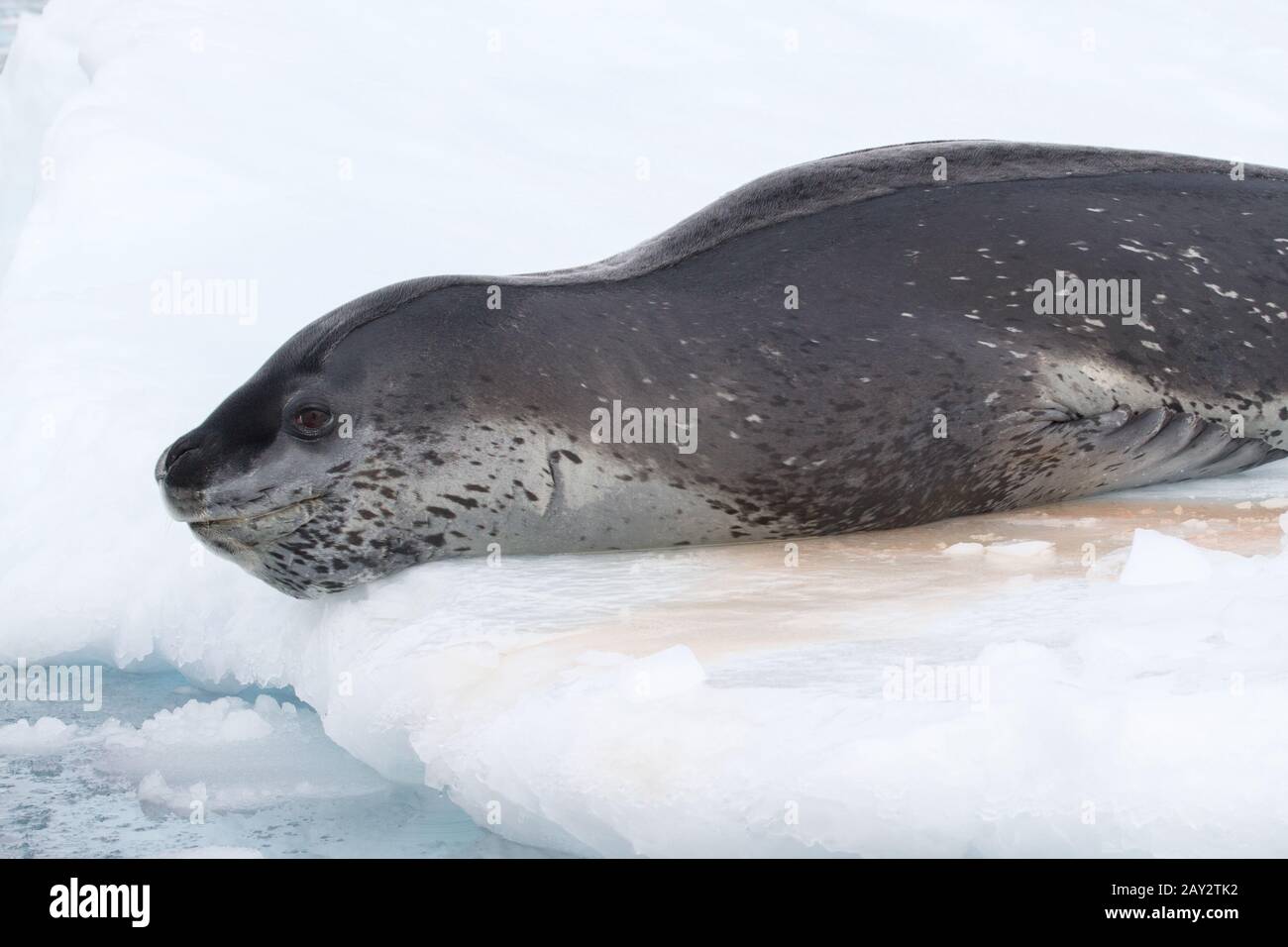 leopard seal which lies on the ice and going to dive into the water ...