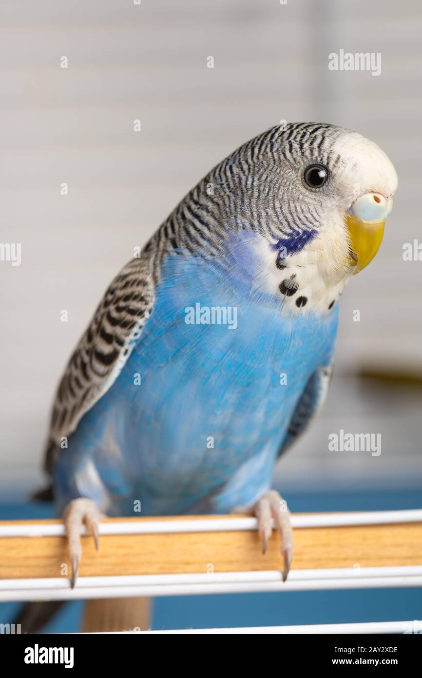 blue budgerigar
