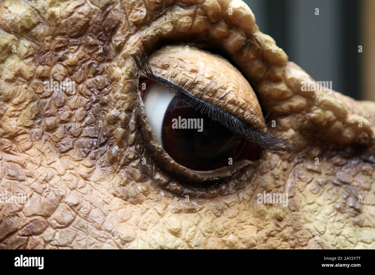 Photo of a close-up of an eye of the dinosaure T-Rex. a lady eye. Stock Photo