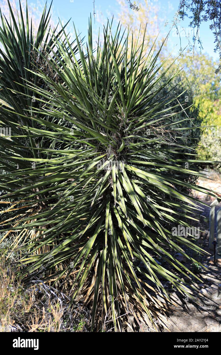 The Spanish Dagger, Yucca treculeana, native to the southeastern United States Stock Photo
