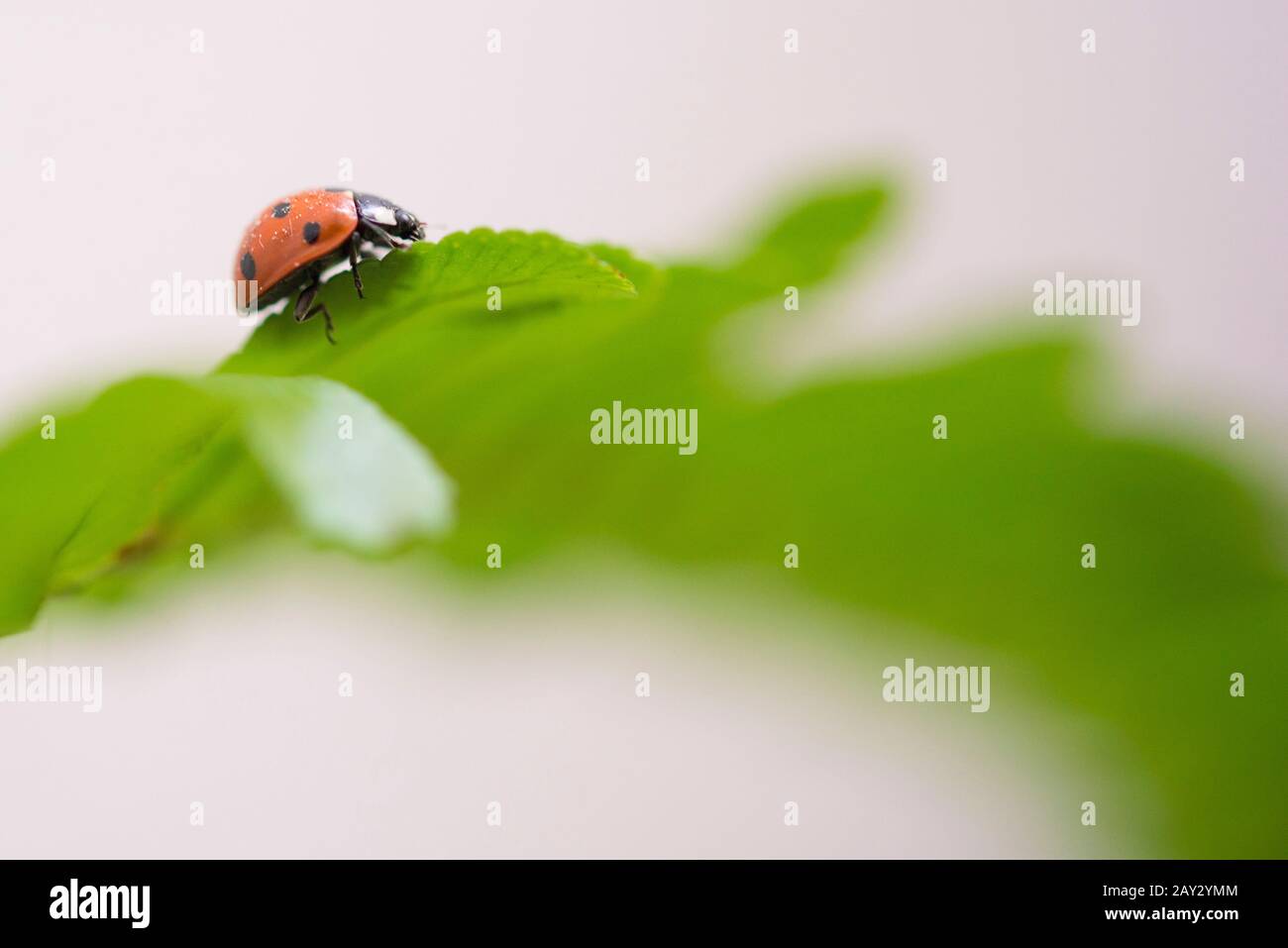 red Ladybug Stock Photo