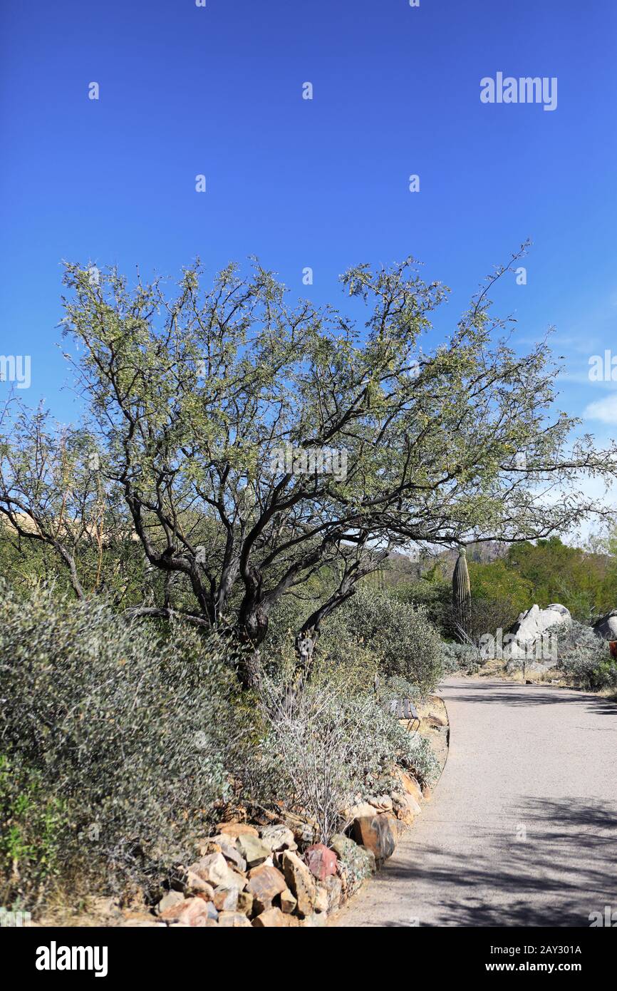 A View of Velvet Mesquite, Prosopis velutina Stock Photo