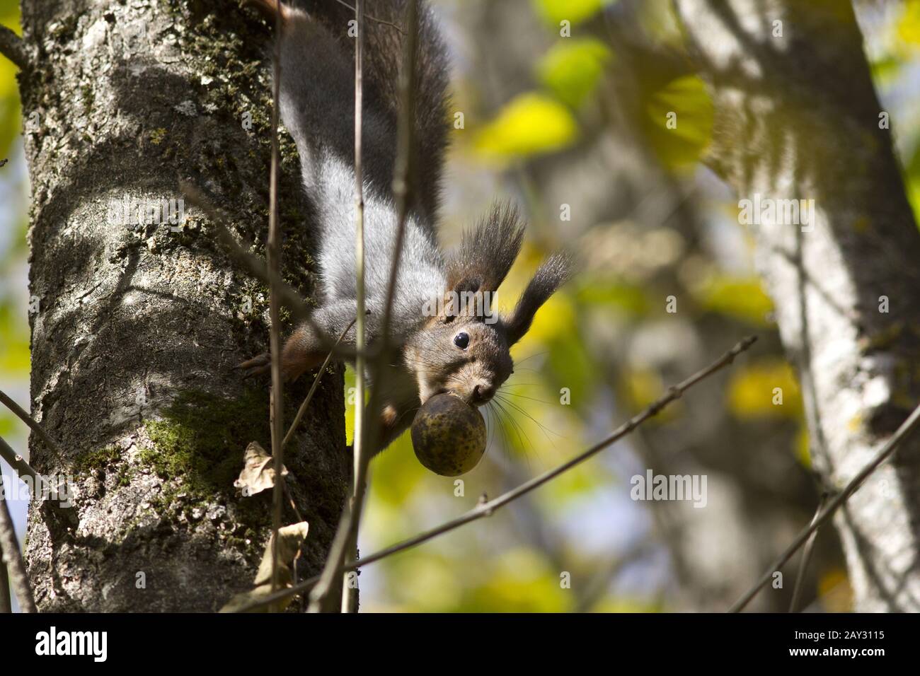 The squirrel on a tree that holds the fruit of the walnut in the teeth Stock Photo
