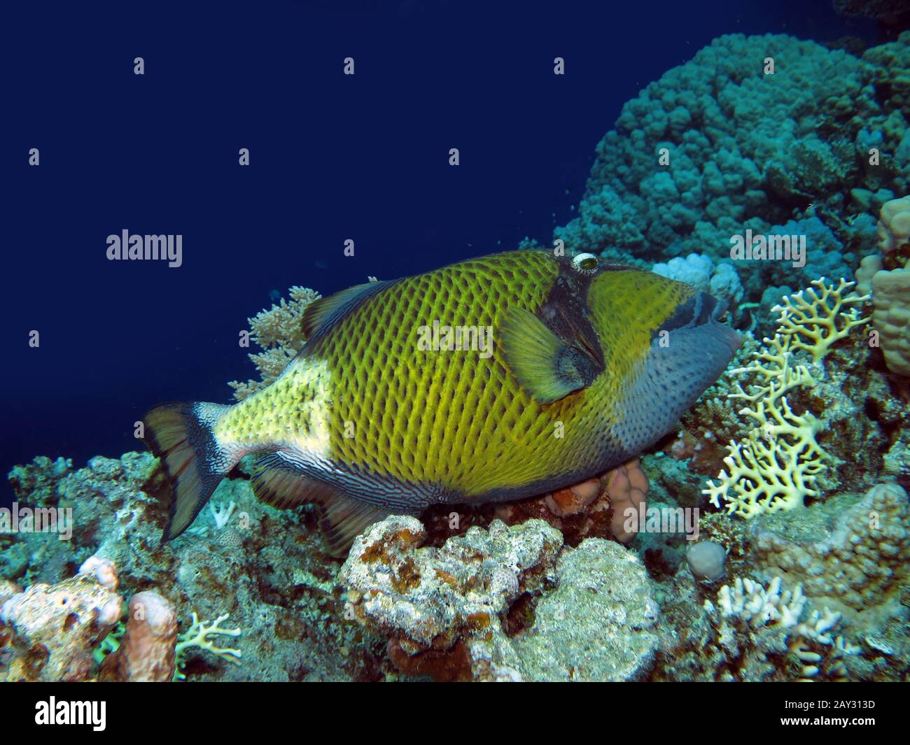 giant triggerfish Stock Photo