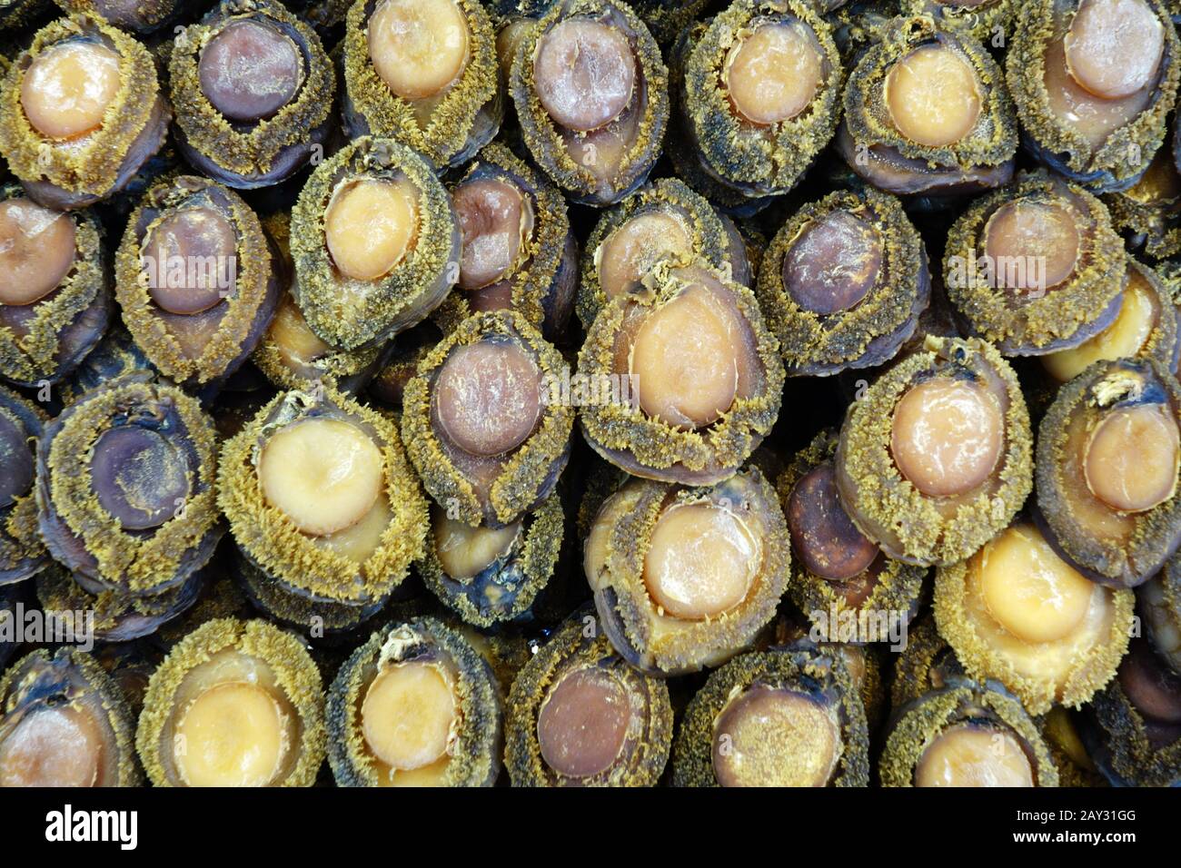 Abalone culture hires stock photography and images Alamy