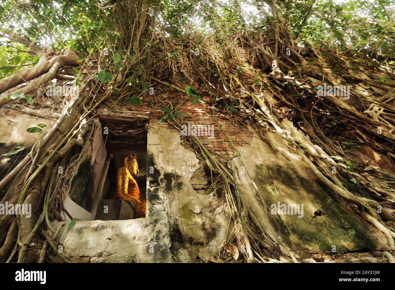 statue of golden buddha situated in the old temple under root of Bodhi tree. Bang kung temple , unseen Thailand near Amphawa floating market Stock Photo