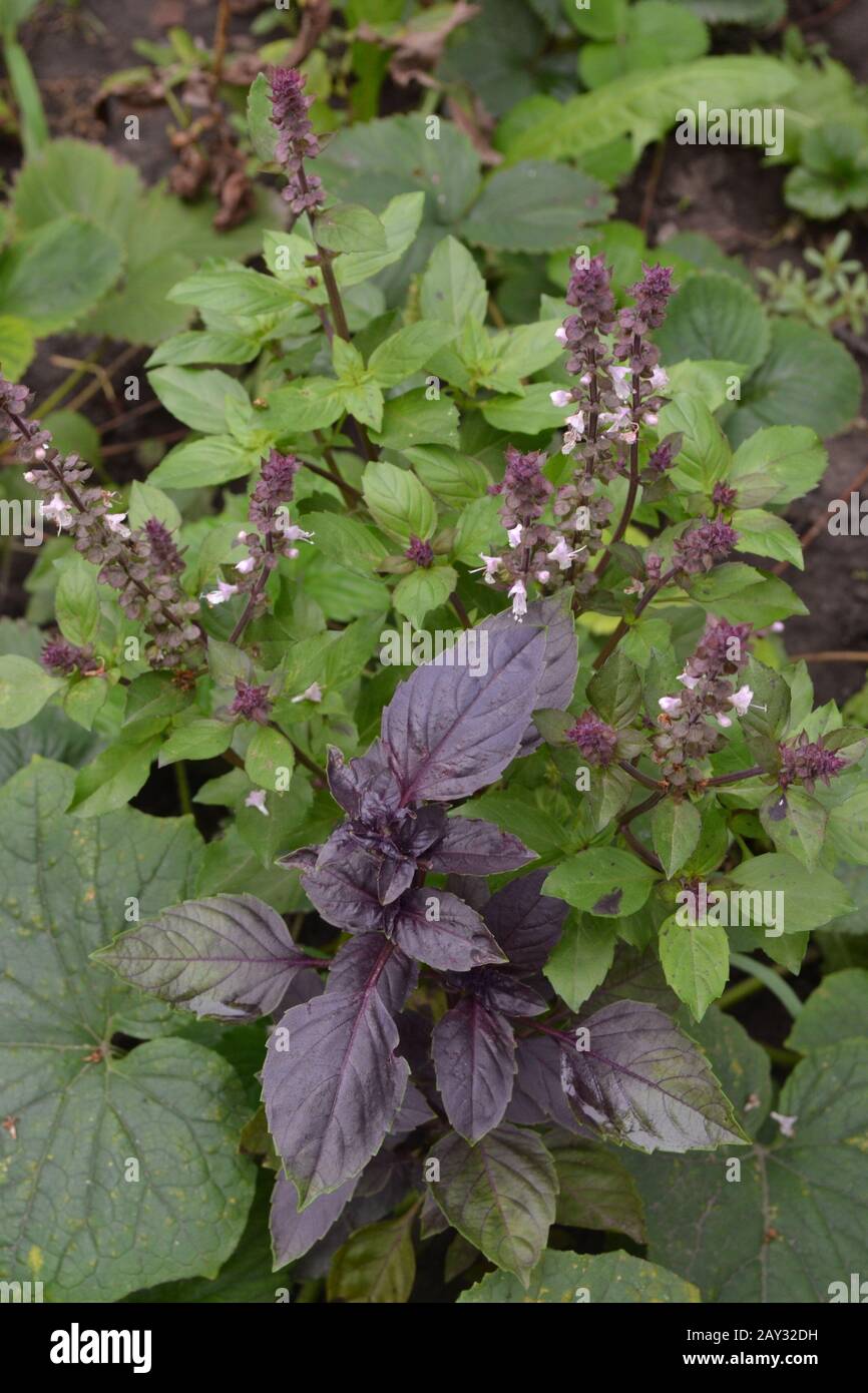 Basil. Garden plants. Spice. Italian Cuisine Stock Photo Alamy