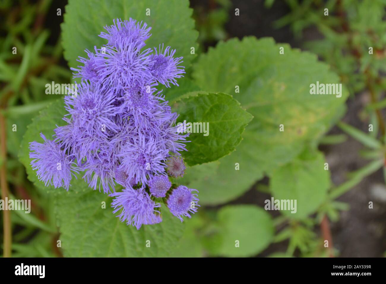 Ageratum Mexican. Ageratum houstonianum. Ageratum houstonianum. Garden ...