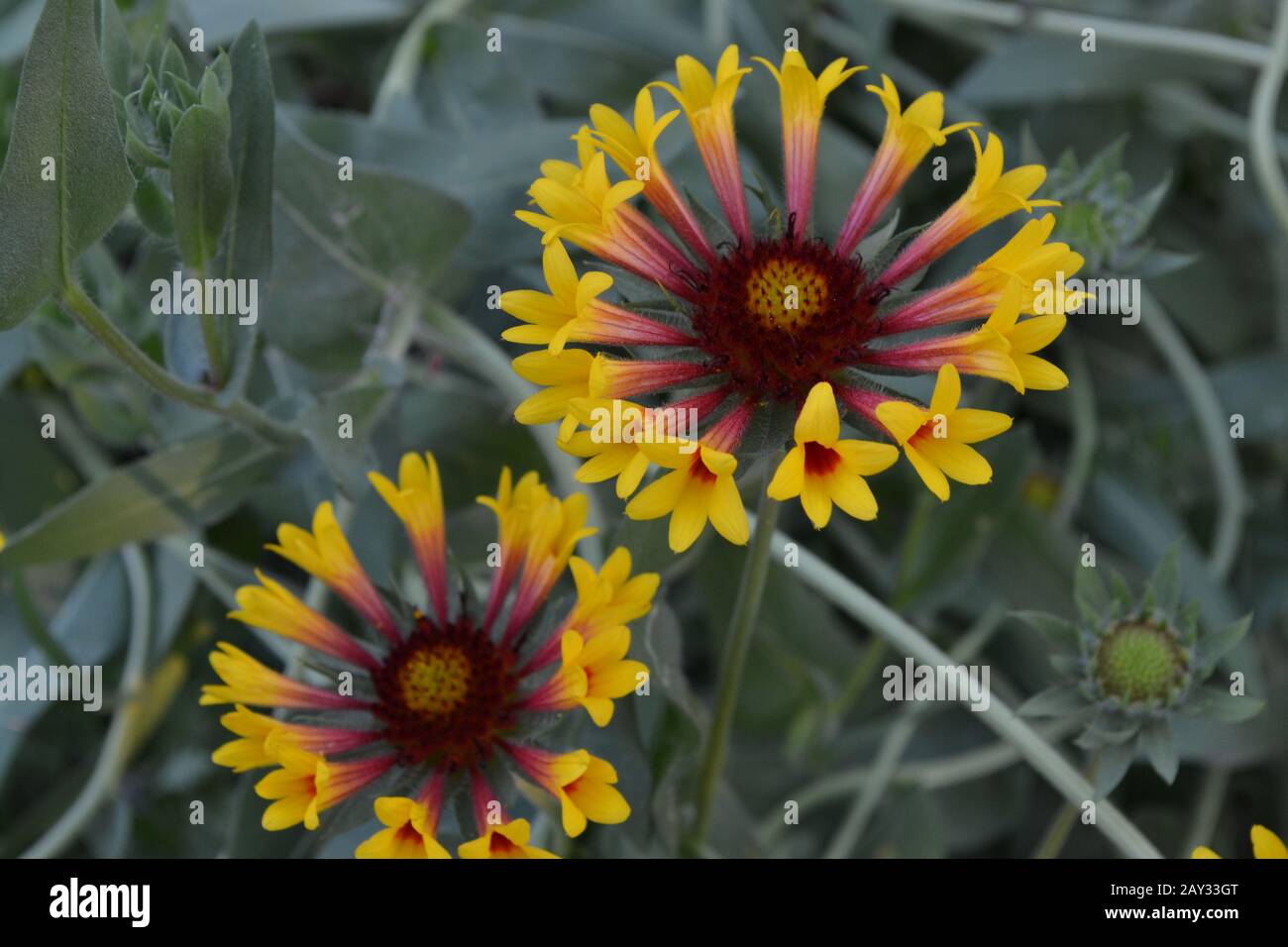 Gaillardia. G. hybrida Fanfare. Summer flower yellow. Annual plant. Summer. Blurring background Stock Photo