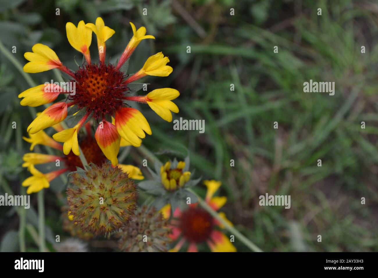 Gaillardia. G. hybrida Fanfare. Summer flower yellow. Annual plant. Sunny summer. Horizontal. Blurring background Stock Photo