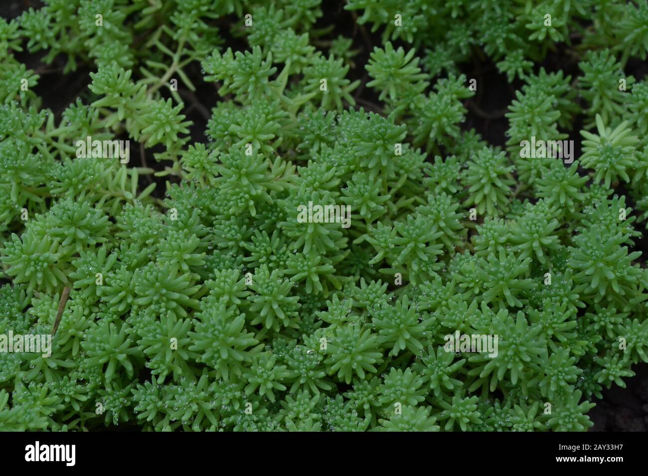 Stonecrop. Hare cabbage. Sedum. Green moss. Decorative grassy carpet. Flowerbed. Ornamental garden plants. Horizontal photo Stock Photo