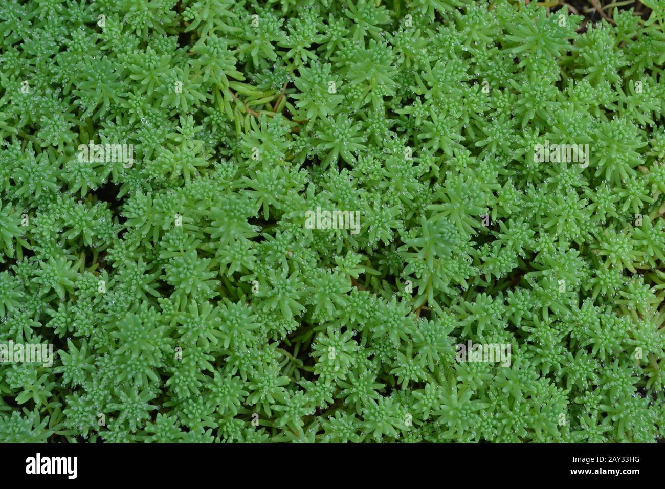 Stonecrop. Hare cabbage. Sedum. Green moss. Decorative grassy carpet. Flowerbed, garden. Close-up. Horizontal photo Stock Photo