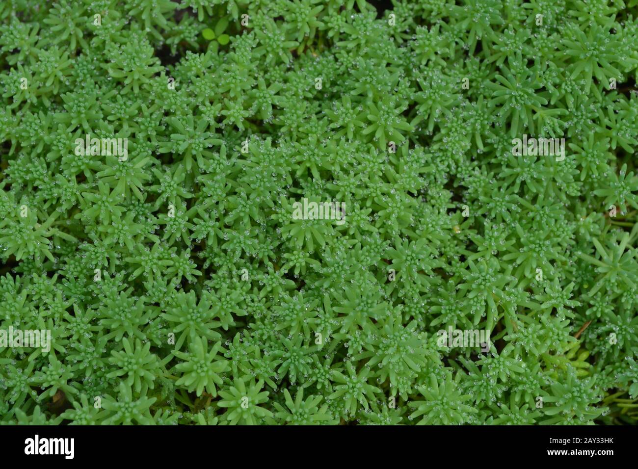 Stonecrop. Hare cabbage. Sedum. Green moss. Decorative grassy carpet. Ornamental garden plants. Close-up Stock Photo