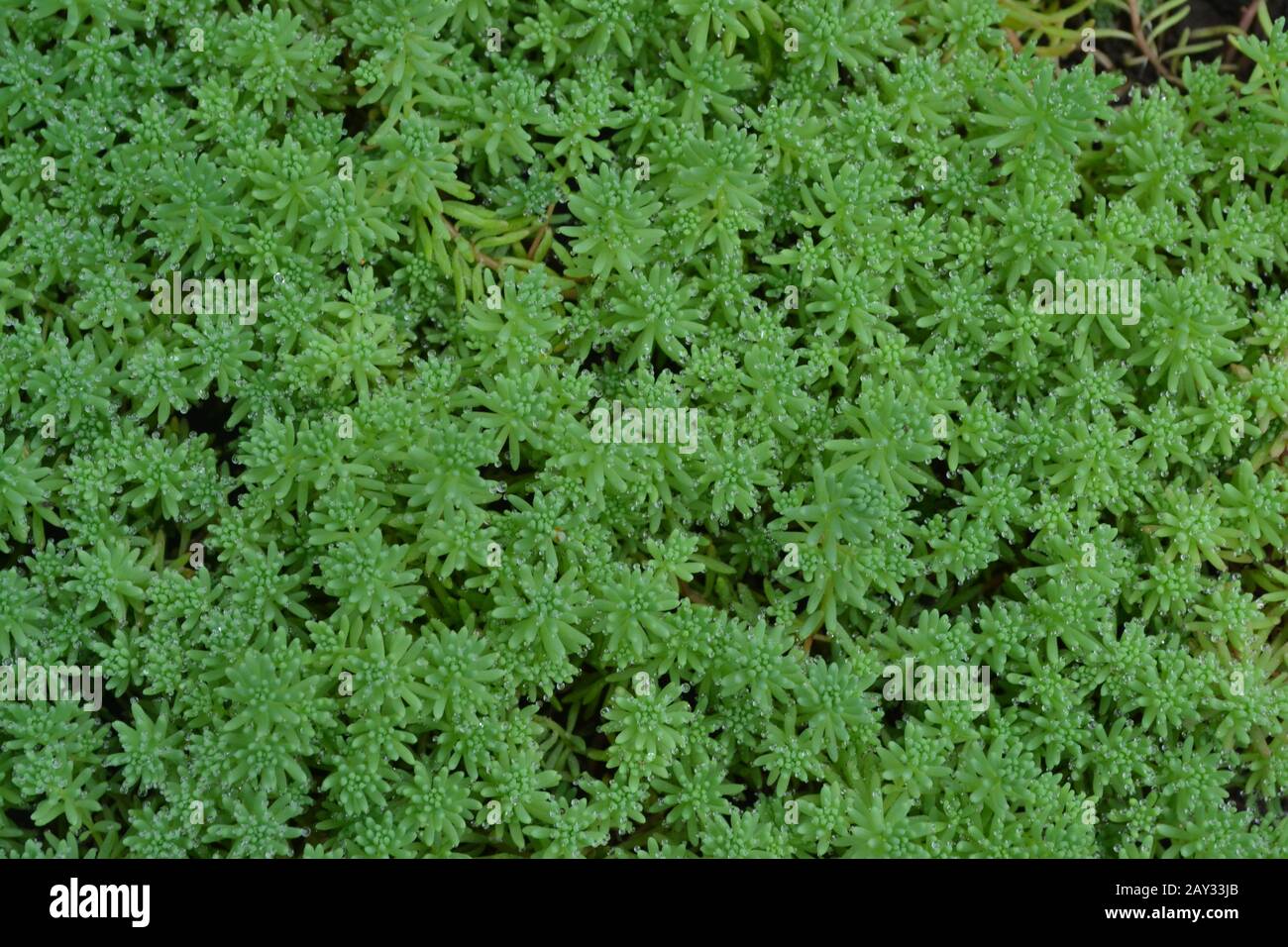Stonecrop. Hare cabbage. Sedum. Green moss. Decorative grassy carpet. Flowerbed, garden. Close-up. Horizontal Stock Photo
