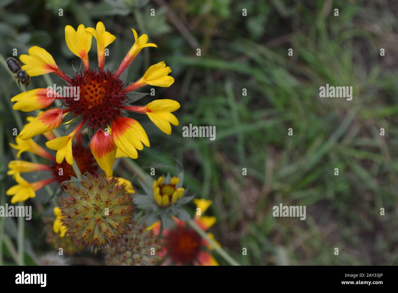 Gaillardia. G. hybrida Fanfare. Summer flower yellow. Annual plant. Sunny summer. Blurring background Stock Photo