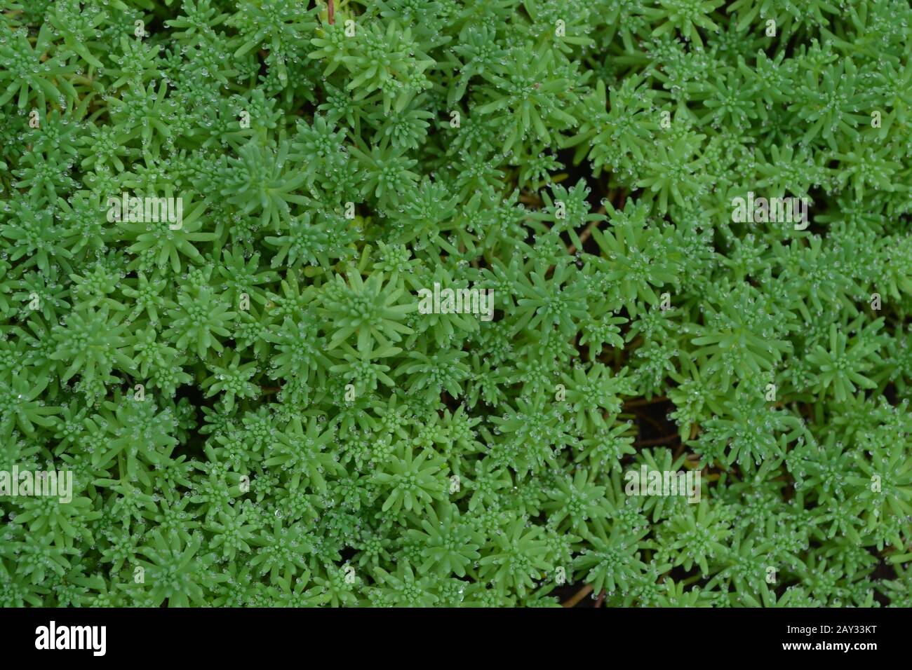 Stonecrop. Hare cabbage. Sedum. Green moss. Decorative grassy carpet. Flowerbed. Ornamental garden plants. Close-up Stock Photo