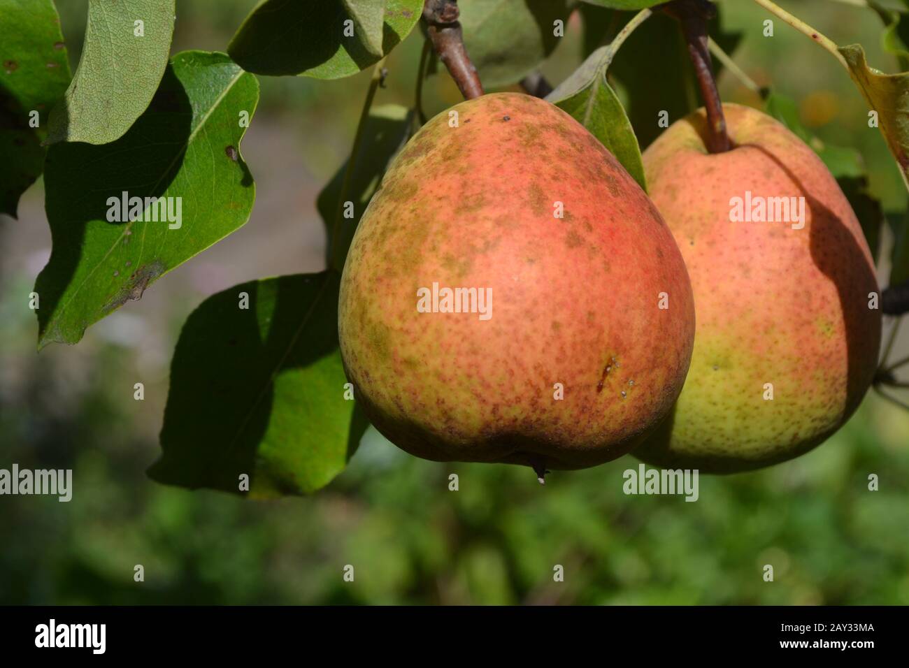 Груша дюшес дерево. Сорт груши чудесница. Груша млиевская ранняя. Груша каратаевская 1 летняя. Груша гвидон.