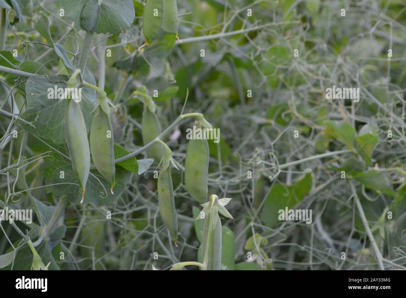 Leguminous Plants High Resolution Stock Photography and Images Alamy
