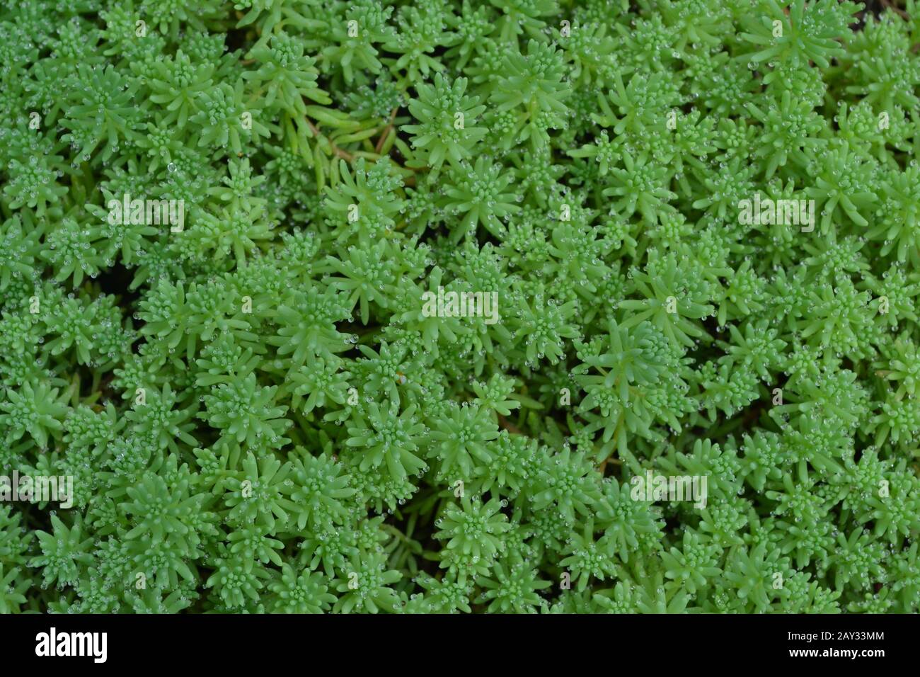 Stonecrop. Hare cabbage. Sedum. Green moss. Decorative grassy carpet. Flowerbed, garden. Close-up Stock Photo
