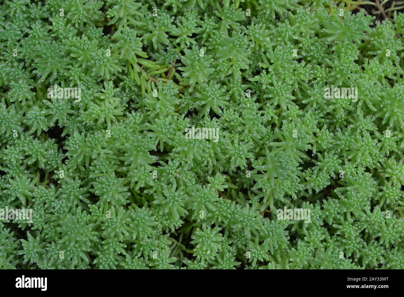 Stonecrop. Hare cabbage. Sedum. Green moss. Decorative grassy carpet. Flowerbed, garden. Horizontal photo Stock Photo