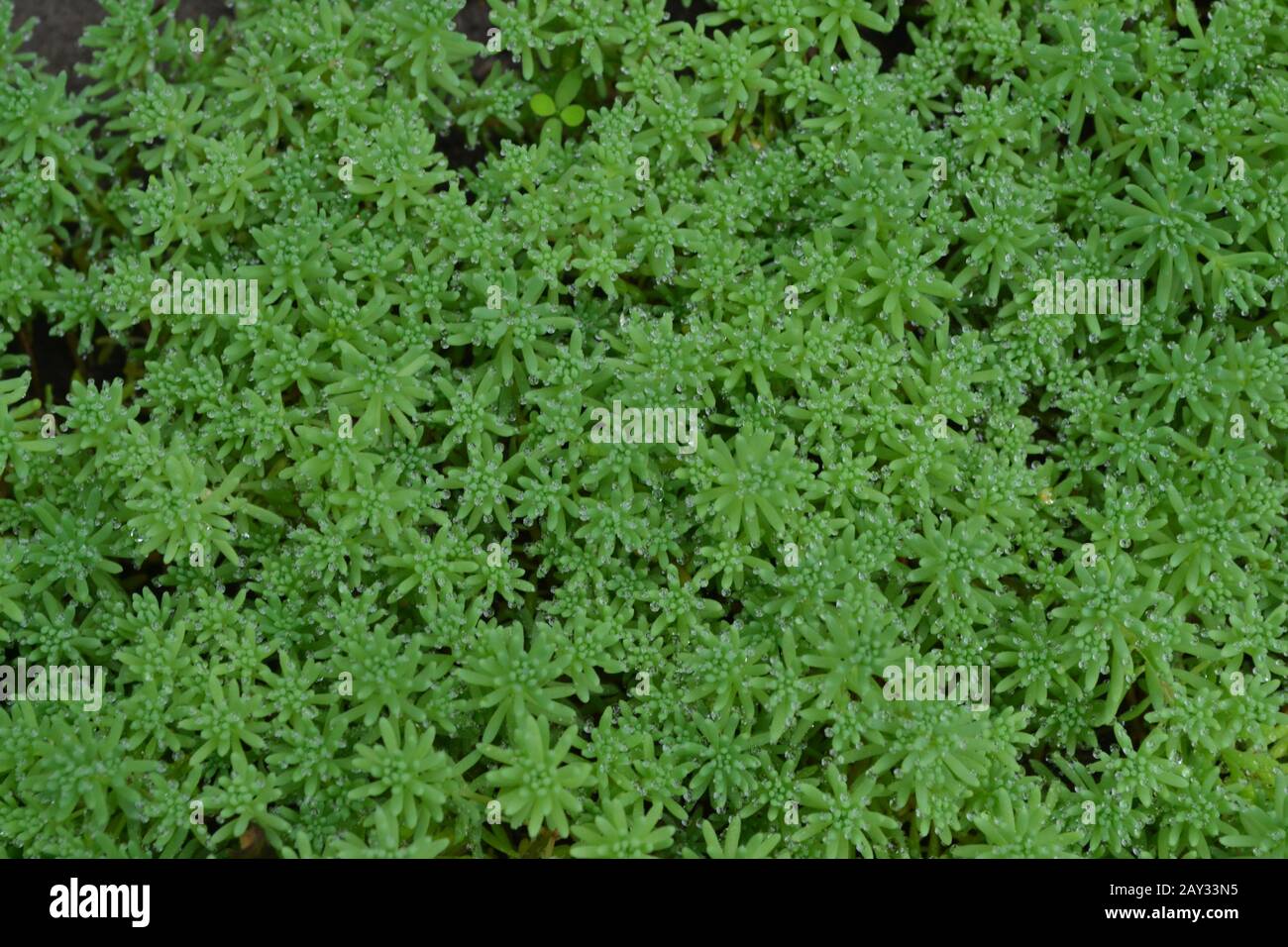 Stonecrop. Hare cabbage. Sedum. Green moss. Decorative grassy carpet. Ornamental garden plants. Close-up. Horizontal Stock Photo