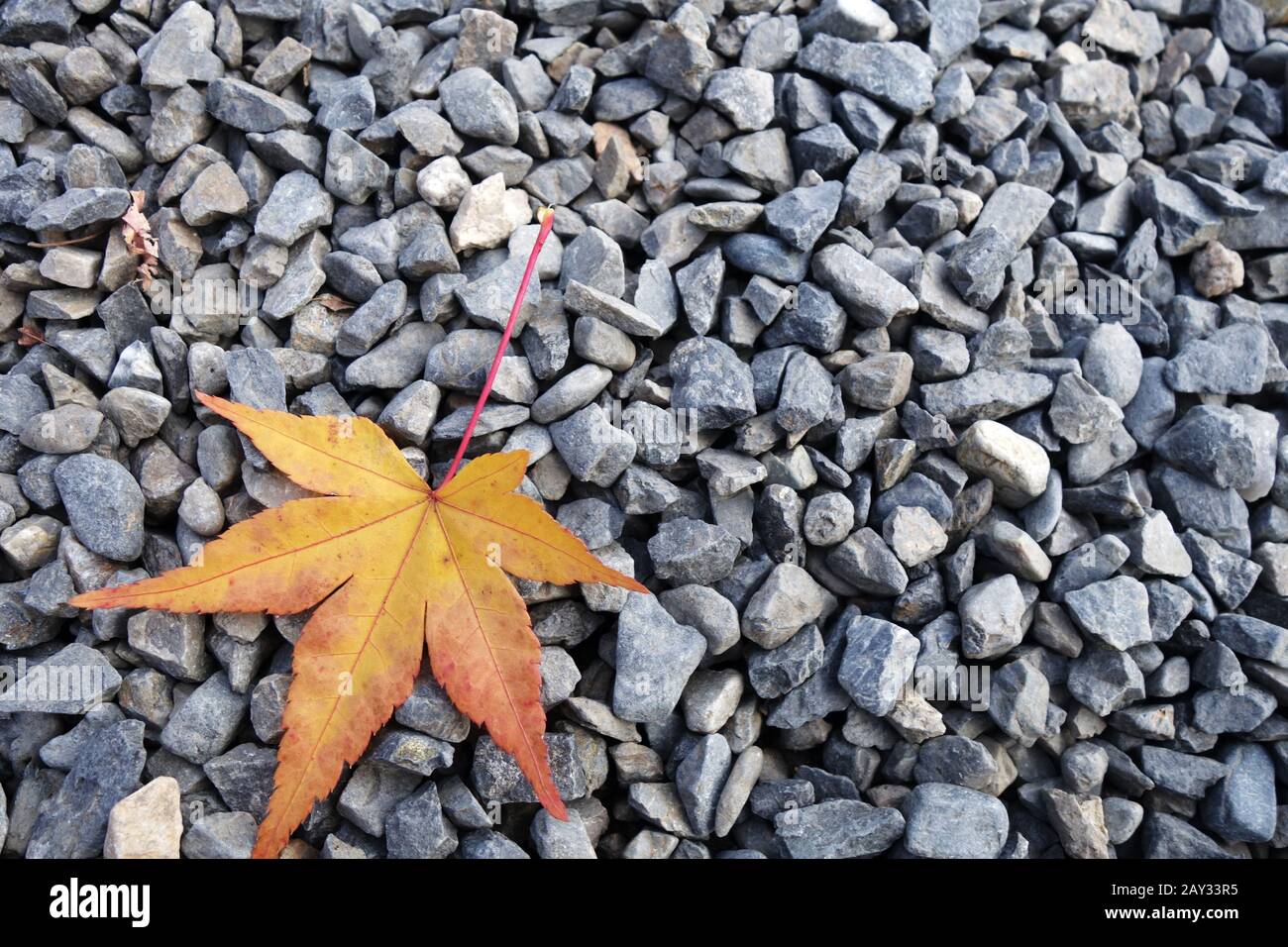 Yellow maple leaves on the stone Stock Photo