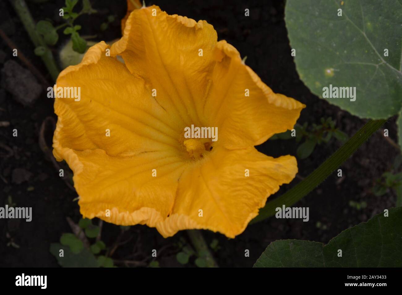 Zucchini. Cucurbita pepo ssp. pepo. Useful vegetable. Green leaves