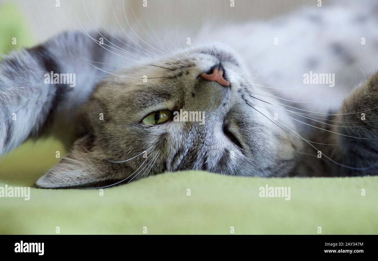 Resting cat, dreaming cat face close up, relaxing kitten Stock Photo
