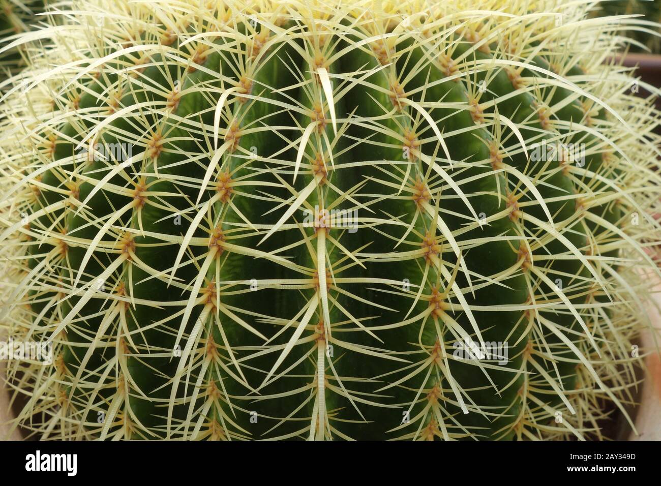 Round green cactus Stock Photo